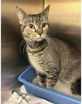 Domestic Short Hair and Tabby Cats Available for Adoption - Nala | PetCurious