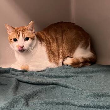 Patches -  Domestic Short Hair Cat for Adoption in Saint Charles, Missouri - Patches | PetCurious