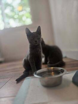 Skippi -  Domestic Short Hair Cat for Adoption in Dorr, Michigan - Skippi | PetCurious