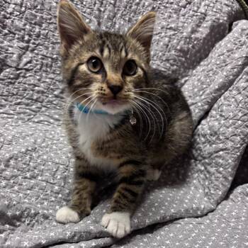 Angel C12397 -  Domestic Short Hair Cat for Adoption - Angel C12397 | PetCurious