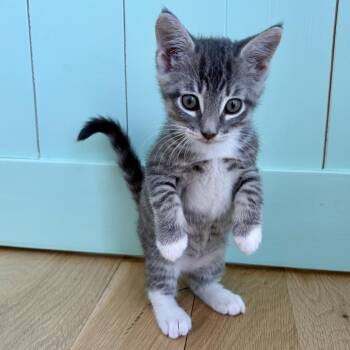 Stormy -  Domestic Short Hair Cat for Adoption in Los Angeles, California - Stormy | PetCurious