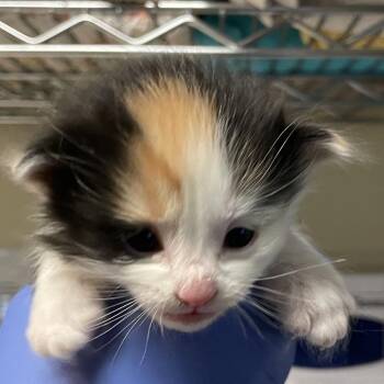 Gnocchi -  Domestic Medium Hair Cat for Adoption in Pasadena, California - Gnocchi | PetCurious