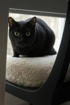 Galaxy -  Domestic Short Hair Cat for Adoption in Deltona, Florida - Galaxy | PetCurious