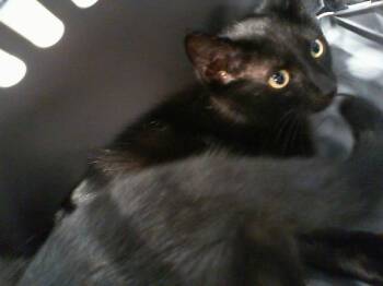 A1266681 -  Domestic Short Hair Cat for Adoption in Charlotte, North Carolina - A1266681 | PetCurious