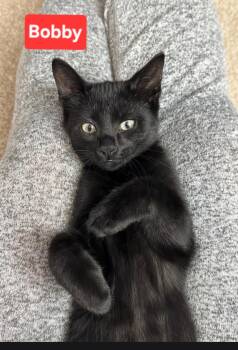 Bobby (siblings are Greg, Peter, Alice, Carol, Cindy, Marcia & J -  Domestic Short Hair Cat for Adoption in Brighton, Michigan - Bobby (siblings Are Greg, Peter, Alice, Carol, Cindy, Marcia & J | PetCurious