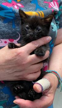 Sally Hemmings -  Domestic Short Hair Cat for Adoption in Trenton, New Jersey - Sally Hemmings | PetCurious