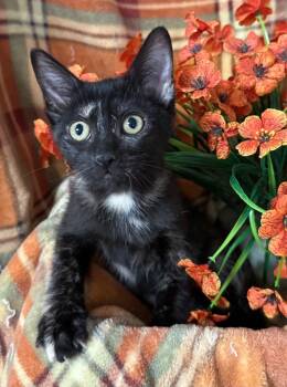 6/2/26 Marisol -  Domestic Short Hair Cat for Adoption in Stillwater, Oklahoma - 6/2/26 Marisol | PetCurious