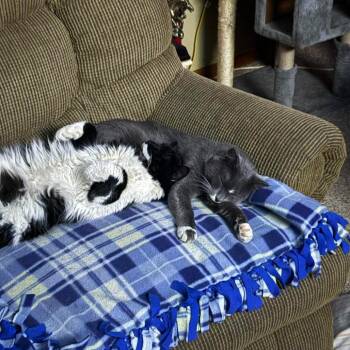 Domestic Short Hair Cats Available for Adoption in Grand Rapids, Minnesota - Rambo | PetCurious