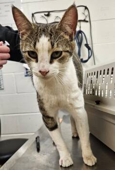 Domestic Short Hair Cats Available for Adoption in Pocatello, Idaho - Milk | PetCurious