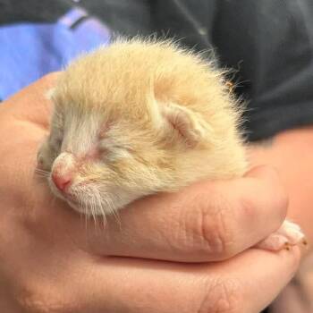 Domestic Short Hair Cats Available for Adoption in Republic, Missouri - Lamb | PetCurious