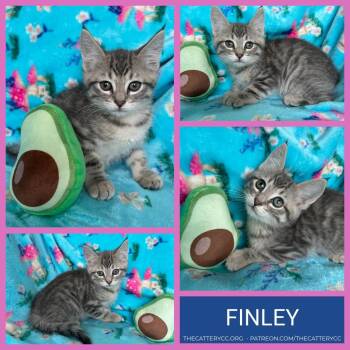 Domestic Short Hair Cats Available for Adoption in Corpus Christi, Texas - Finley | PetCurious