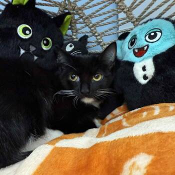 Rescue Domestic Short Hair Cats for Adoption in Pasadena, Maryland - Sky Lynx | PetCurious