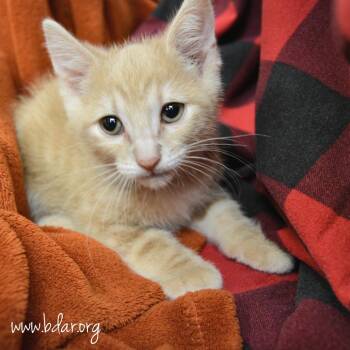 Vincent van Gogh -  Domestic Short Hair Cat for Adoption in Cheyenne, Wyoming - Vincent Van Gogh | PetCurious