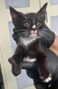 RAPHAEL -  Domestic Short Hair Cat for Adoption in Dallas, Texas - RAPHAEL | PetCurious