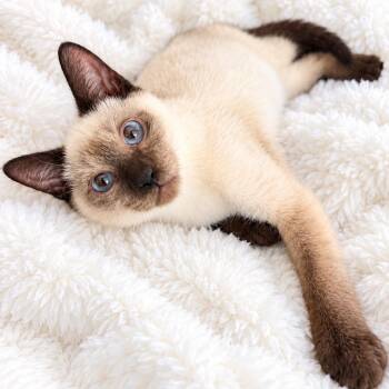Choc Point H -  Siamese Cat for Adoption in Glendora, California - Choc Point H | PetCurious