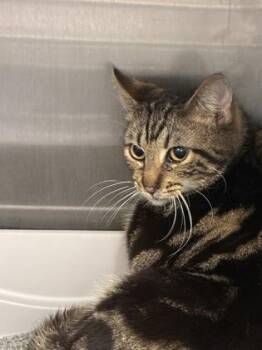 Domestic Short Hair Cats Available for Adoption in Lafayette, Indiana - Smile T17 | PetCurious