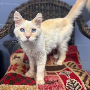 Eddie -  Domestic Medium Hair Cat for Adoption in Marshalltown, Iowa - Eddie | PetCurious
