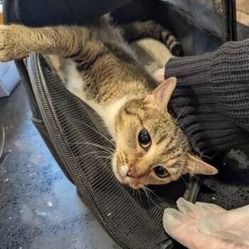 Captain -  Domestic Short Hair Cat for Adoption in Lynchburg, Virginia - Captain | PetCurious