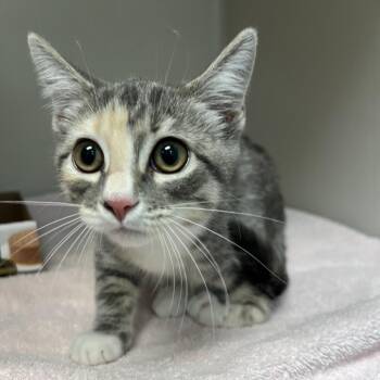 Bunny -  Domestic Short Hair Cat for Adoption in Harrisonburg, Virginia - Bunny | PetCurious