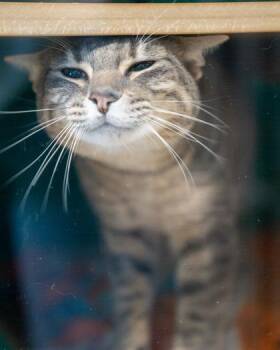 Wiser -  Domestic Short Hair Cat for Adoption in Pequot Lakes, Minnesota - Wiser | PetCurious
