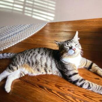 Domestic Short Hair Cats Available for Adoption in New Orleans, Louisiana - Indy Cotten | PetCurious