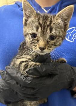 UMAMI -  Domestic Short Hair Cat for Adoption in Camarillo, California - UMAMI | PetCurious