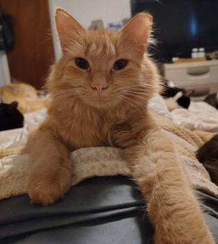Purrcy Weasley -  American Bobtail and Domestic Medium Hair Cat for Adoption in Cookeville, Tennessee - Purrcy Weasley | PetCurious
