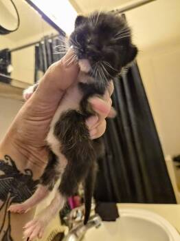 Domestic Short Hair Cats Available for Adoption in Waverly, Iowa - Mary Beth | PetCurious