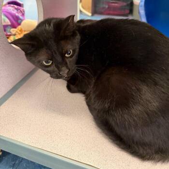 Domestic Short Hair Cats Available for Adoption in Huntsville, Alabama - Buddy | PetCurious