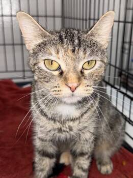 Latte -  Domestic Short Hair Cat for Adoption in Little Rock, Arkansas - Latte | PetCurious