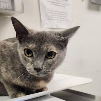 Penny -  Domestic Short Hair Cat Available for Adoption in Charleston, West Virginia - Penny | PetCurious