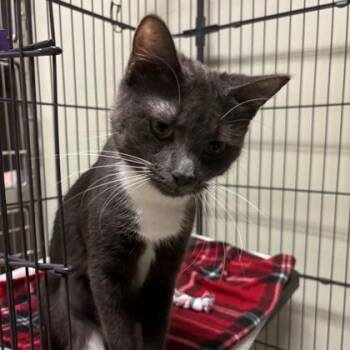 Melody -  Domestic Short Hair Cat Available for Adoption in Lawrenceville, Georgia - Melody | PetCurious