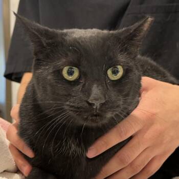 Basilisk -  Domestic Short Hair Cat Available for Adoption in Tucson, Arizona - Basilisk | PetCurious