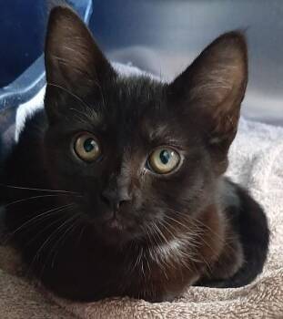 Surf -  Domestic Short Hair Cat for Adoption in Georgetown, Ohio - Surf | PetCurious