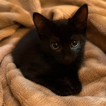 Angel -  Domestic Short Hair Cat for Adoption in NEW PT RICHEY, Florida - Angel | PetCurious