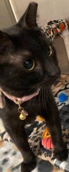 Miss Lulu -  Domestic Short Hair Cat for Adoption in Dayton, Minnesota - Miss Lulu | PetCurious