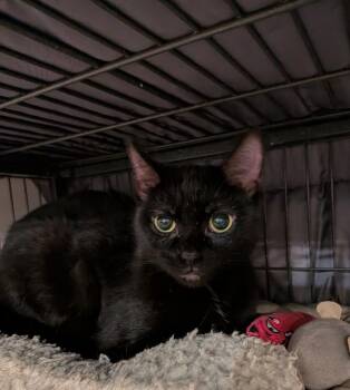 Danya -  Domestic Short Hair Cat for Adoption in Hamilton, Ontario - Danya | PetCurious
