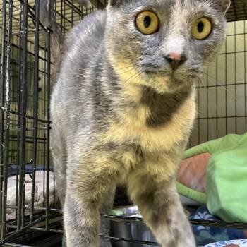 Gigi -  Domestic Short Hair Cat for Adoption in Midland, Texas - Gigi | PetCurious