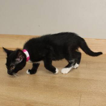 Spice C69630 -  Domestic Short Hair Cat for Adoption in Minnetonka, Minnesota - Spice C69630 | PetCurious
