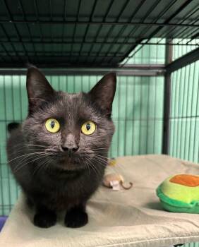 Domestic Short Hair Cats Available for Adoption - Louise | PetCurious