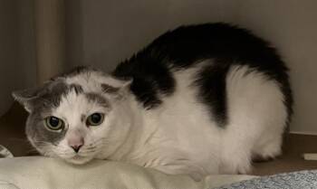 Rescue Domestic Short Hair Cats for Adoption in Boston, Massachusetts - BLUE | PetCurious