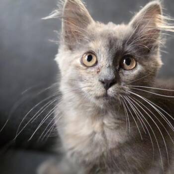 Lola -  Domestic Short Hair Cat for Adoption in Kennebunk, Maine - Lola | PetCurious