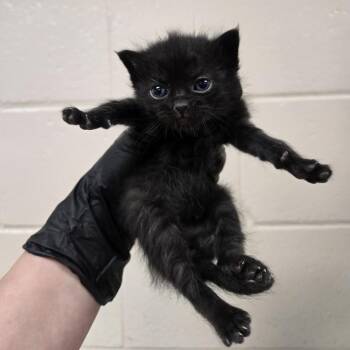 Tumble -  Domestic Short Hair Cat for Adoption in Reno, Nevada - Tumble | PetCurious
