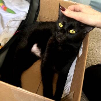 Domestic Short Hair Cats Available for Adoption in Long Beach, California - Paloma | PetCurious