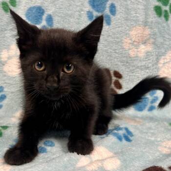 Trini Kwan -  Domestic Short Hair Cat Available for Adoption in Saint Joseph, Missouri - Trini Kwan | PetCurious