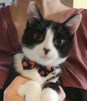 Rescue Domestic Short Hair Cats for Adoption in Greece, New York - Bandit And Elsa | PetCurious