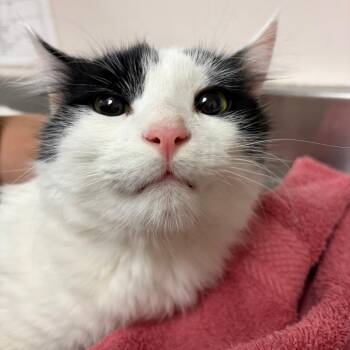 Domestic Long Hair Cats Available for Adoption in Murray, Utah - Simba | PetCurious