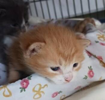 Stu -  Domestic Short Hair Cat for Adoption in West Memphis, Arkansas - Stu | PetCurious