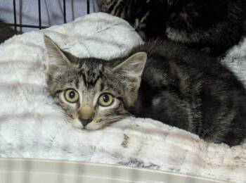Rescue Domestic Short Hair Cats for Adoption - Shylo | PetCurious