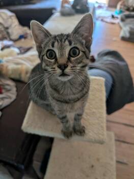 Rescue Domestic Short Hair Cats for Adoption in Trinity, North Carolina - Marley | PetCurious